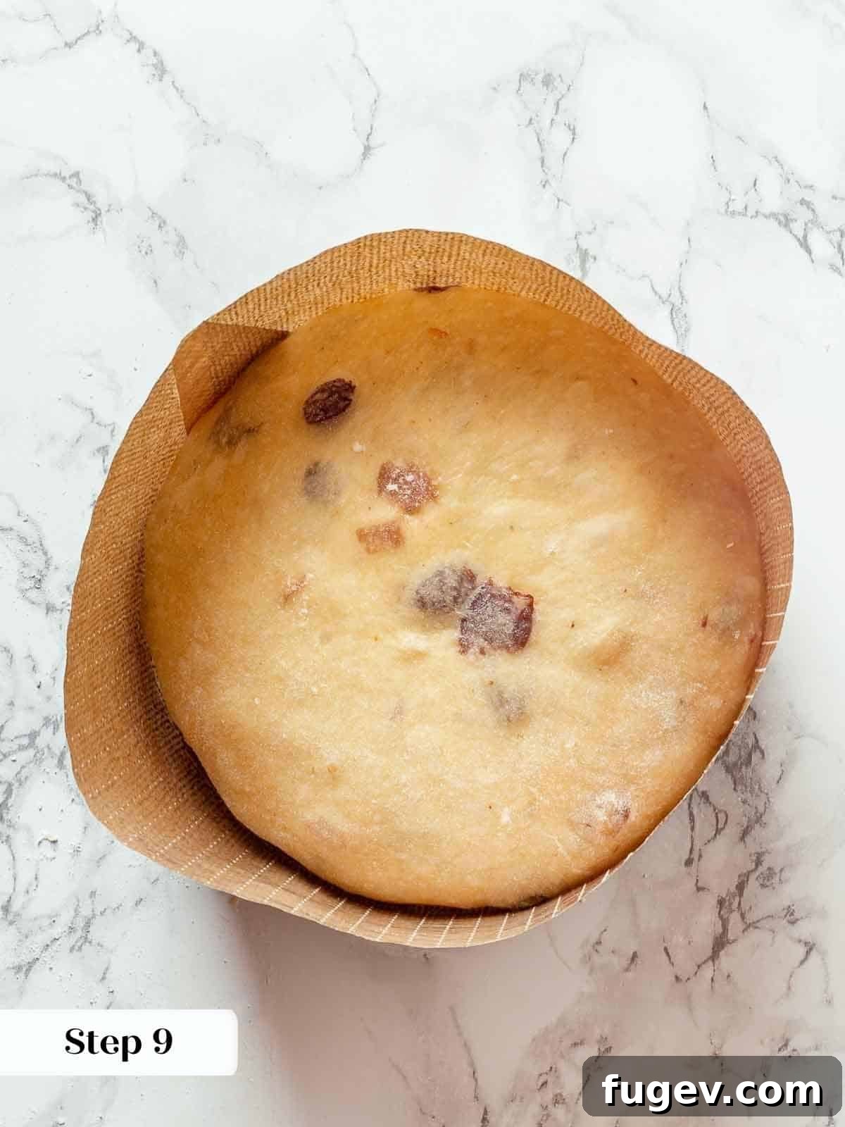 Traditional Italian Panettone 16 A perfectly shaped panettone dough carefully placed into a traditional panettone paper mold, awaiting its final rise.