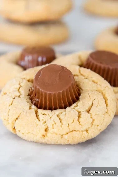 Peanut Butter Cup Blossoms close up.